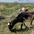 Goats