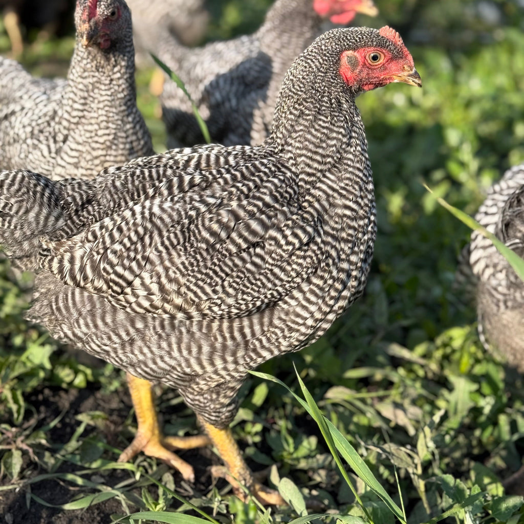 Barred Rock