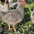 Barred Rock