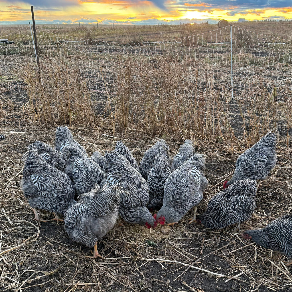 Barred Rock