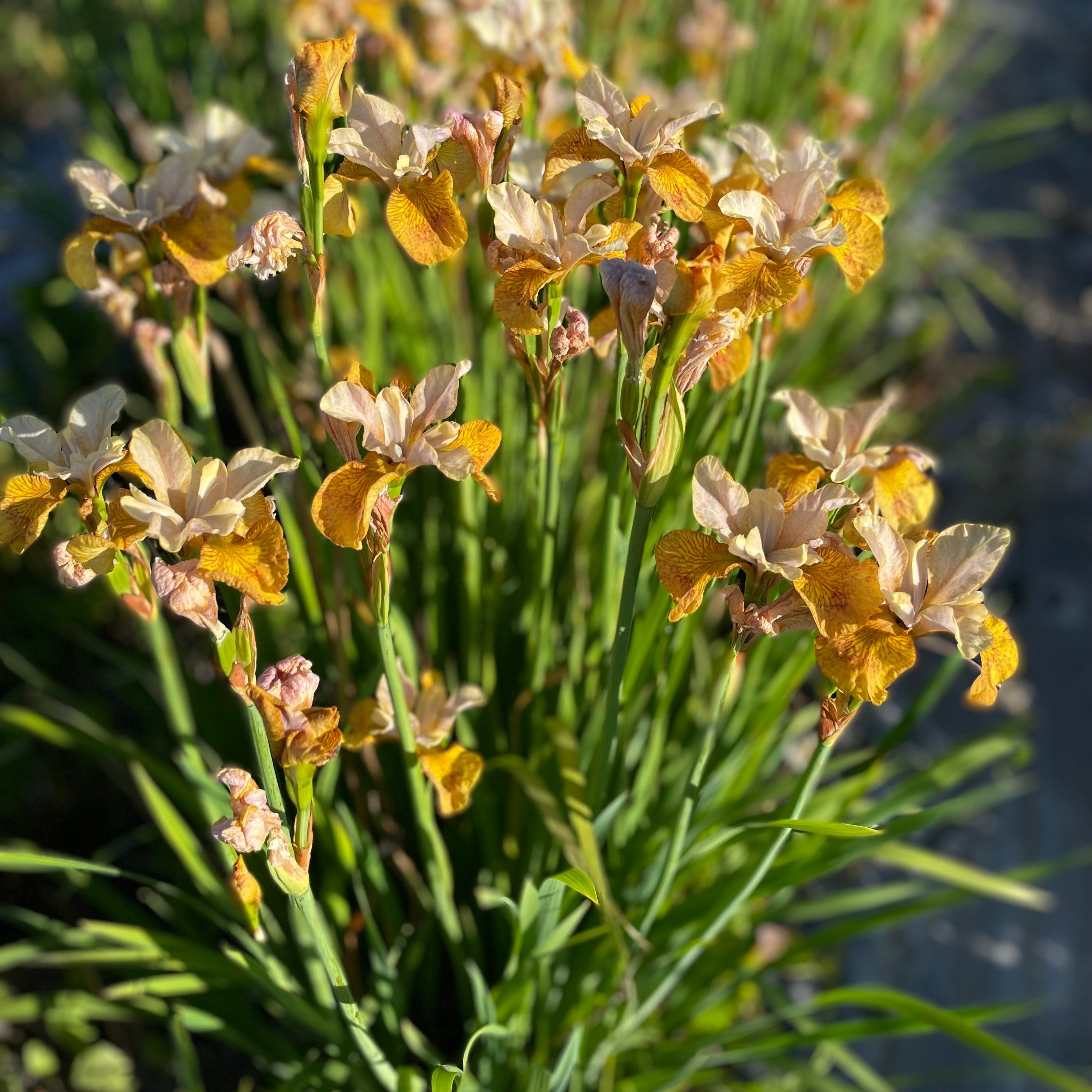 Flowers - Available Spring 2026