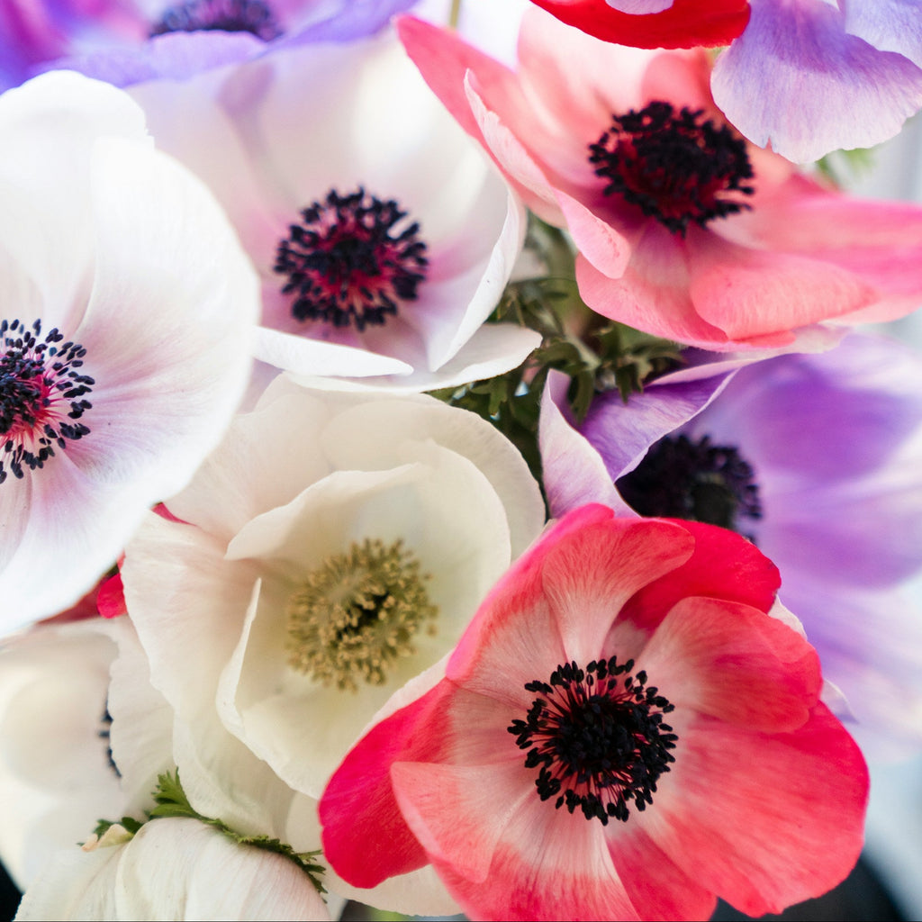 rarity anemone