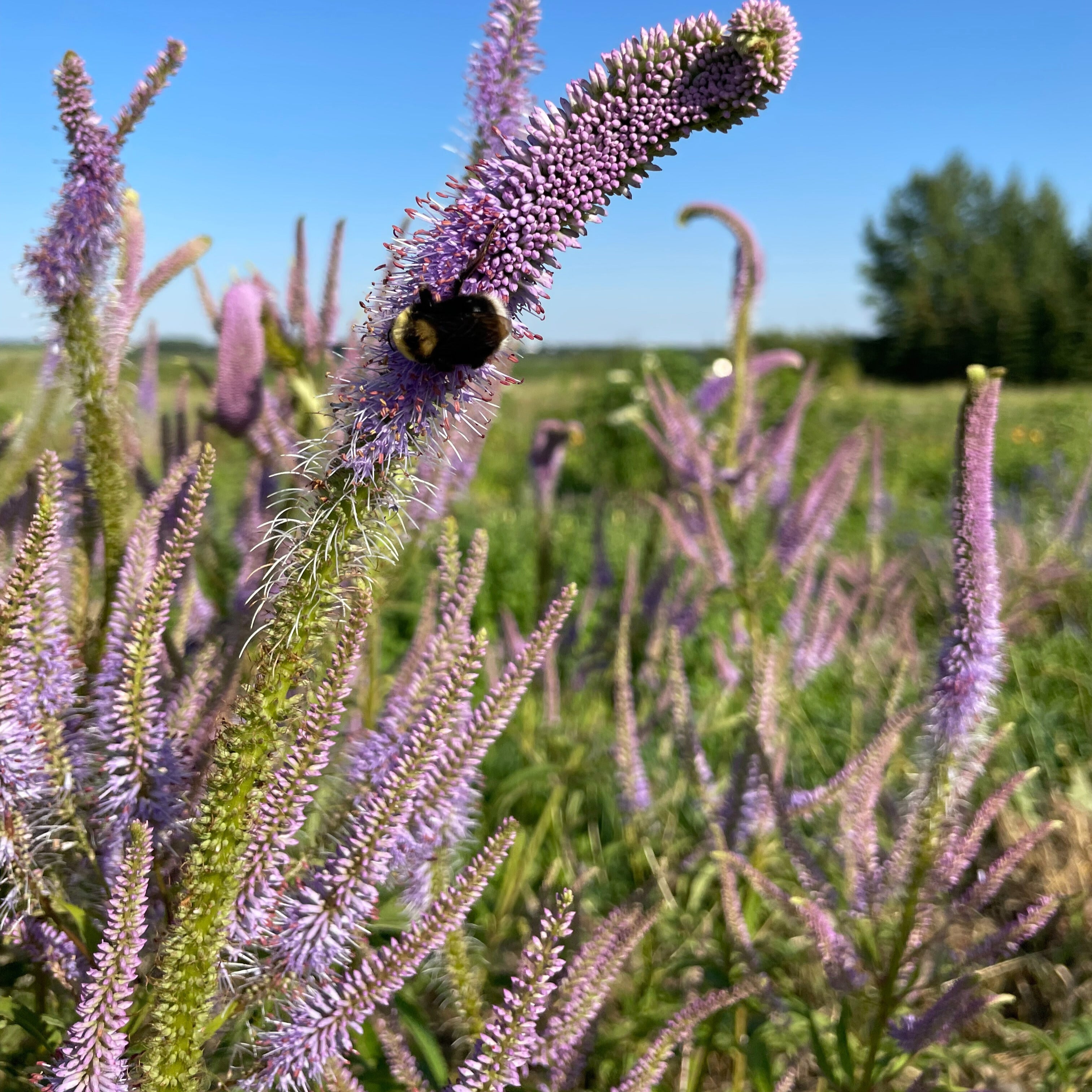 Flowers - Available Spring 2026