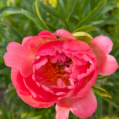 coral peony