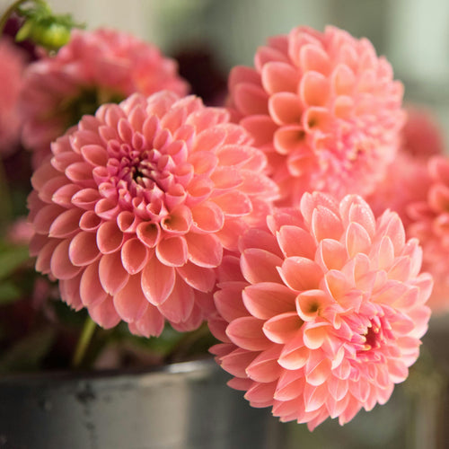peach pink dahlias
