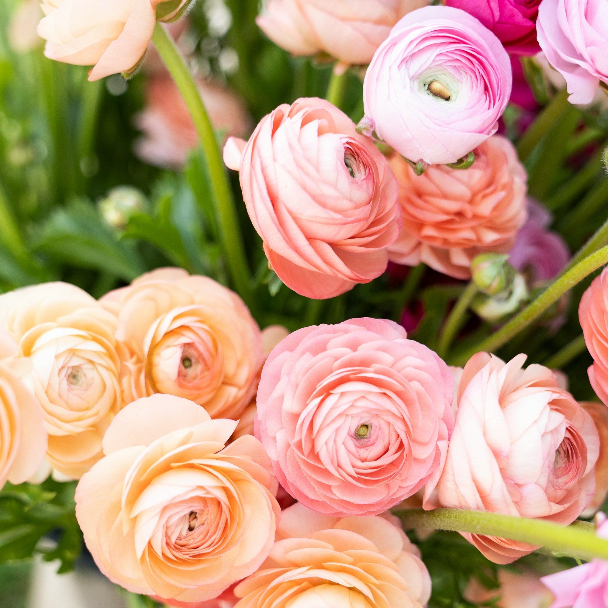 pastel ranunculus