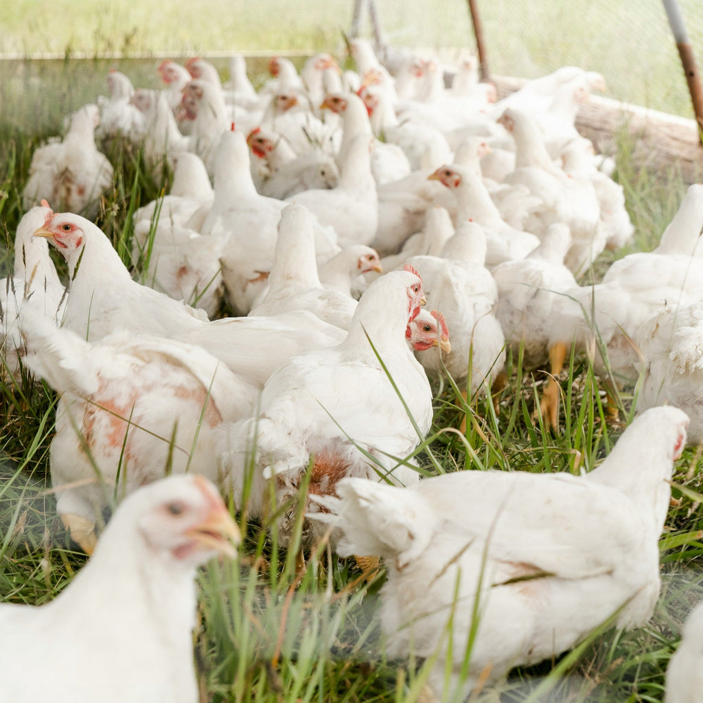 chickens on pasture
