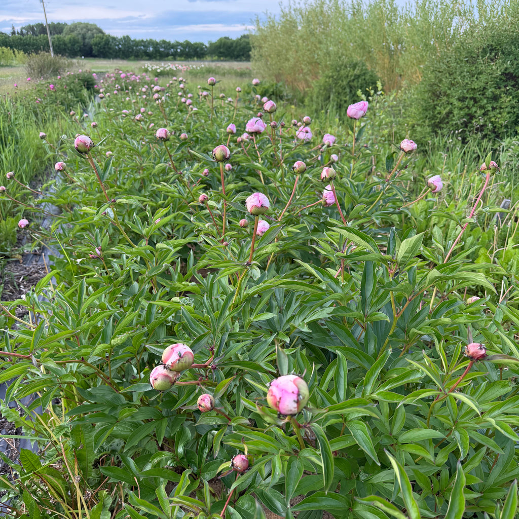 pink peonies