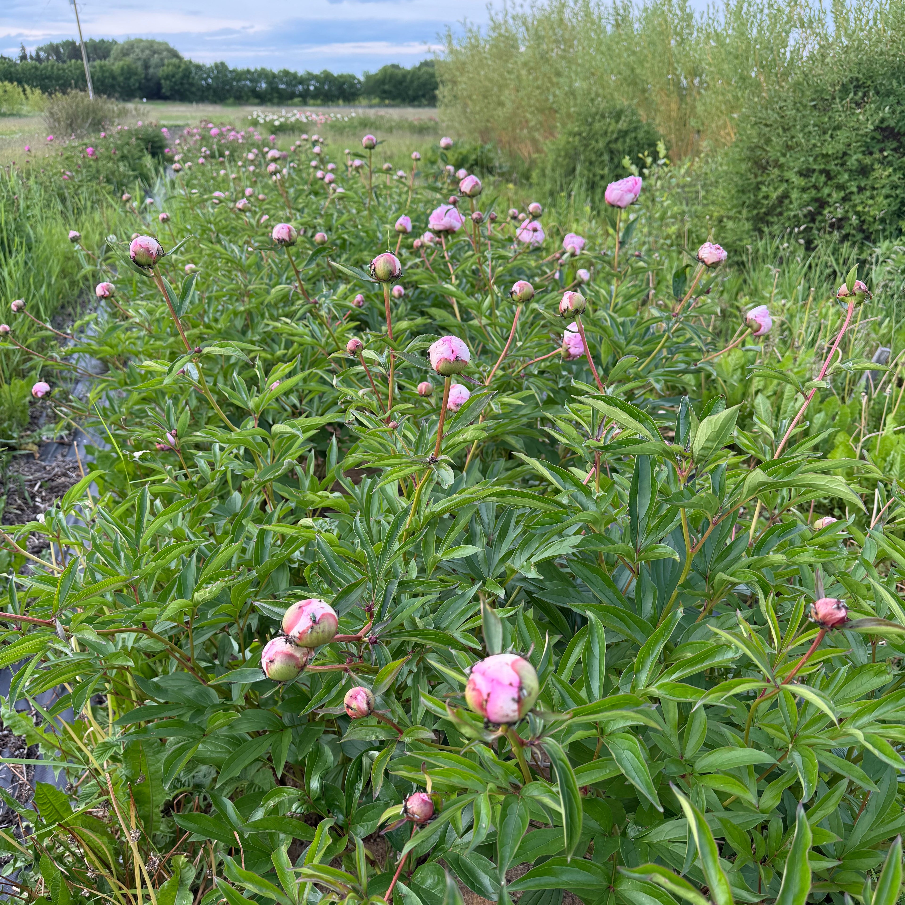 pink peonies