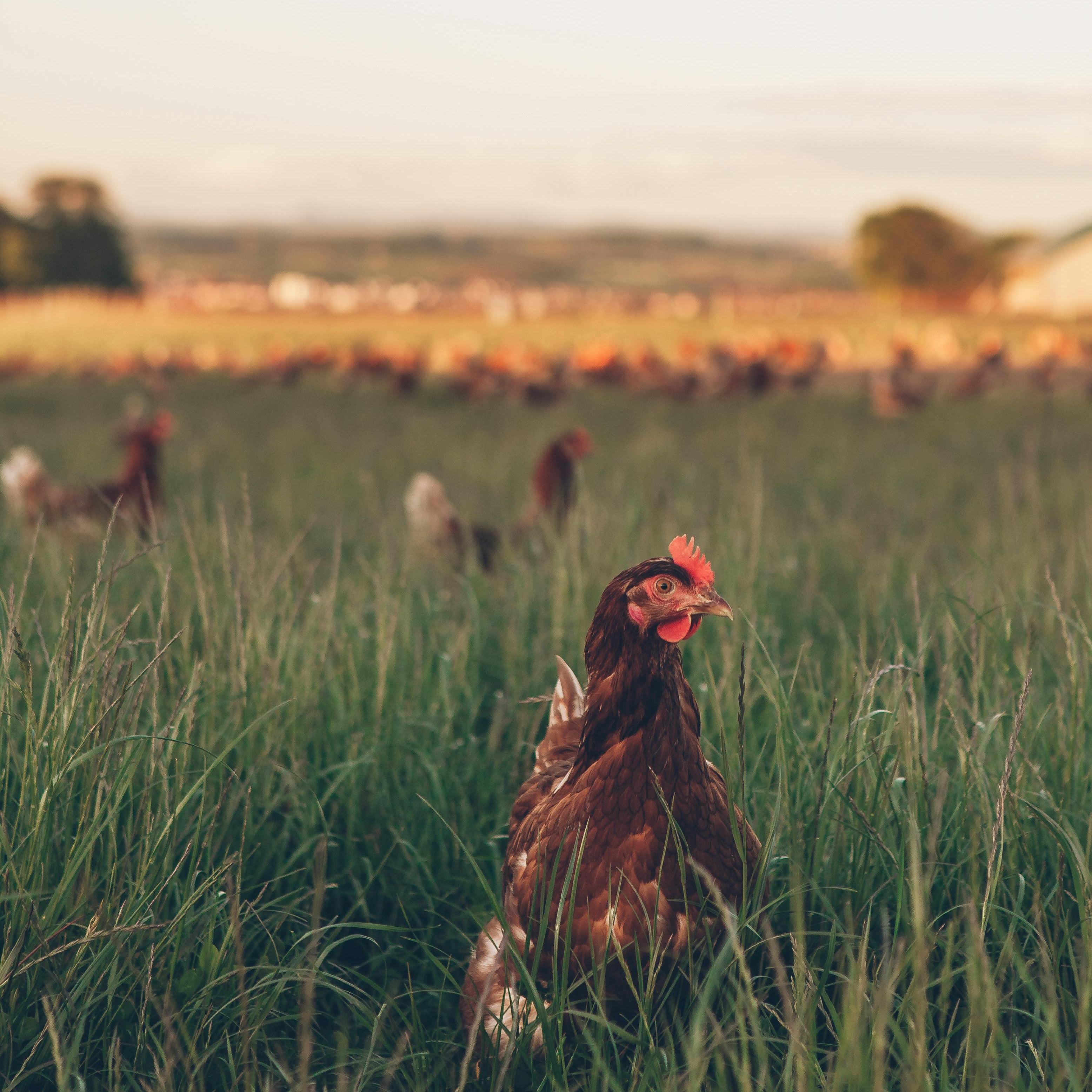 Pastured Chicken Eggs - Coming April 2026