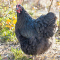 Australorp