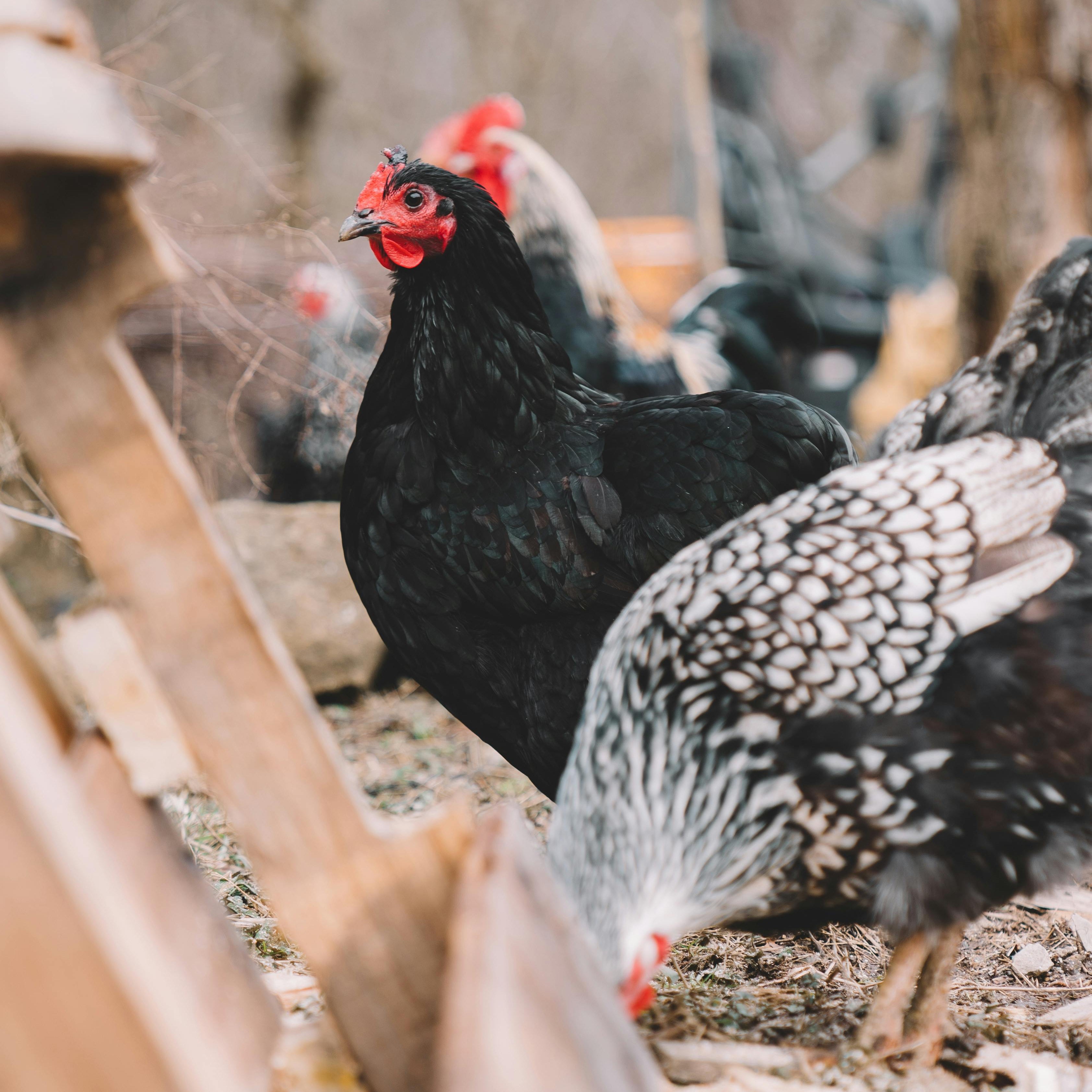 Silver Laced Wyandotte
