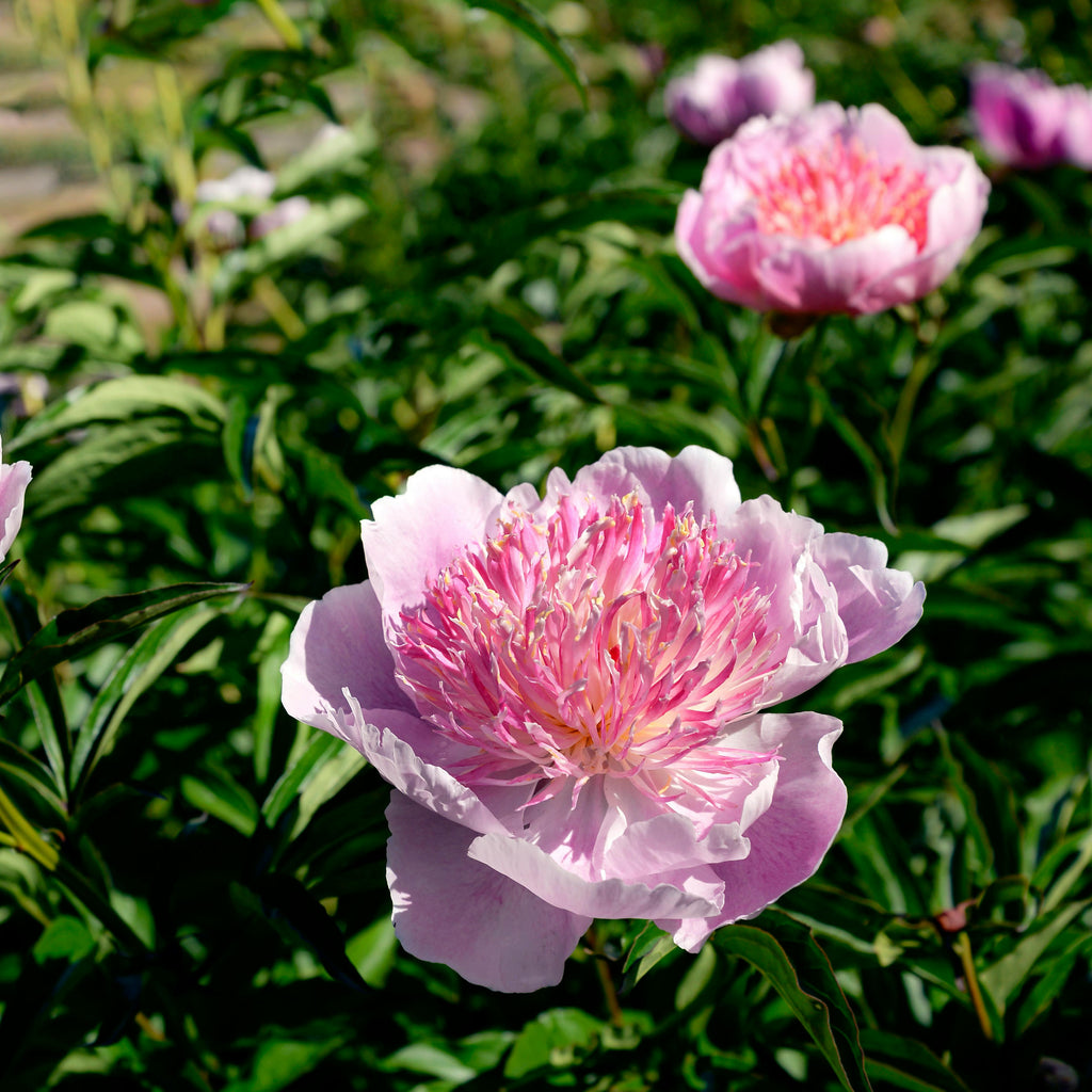 pink peony