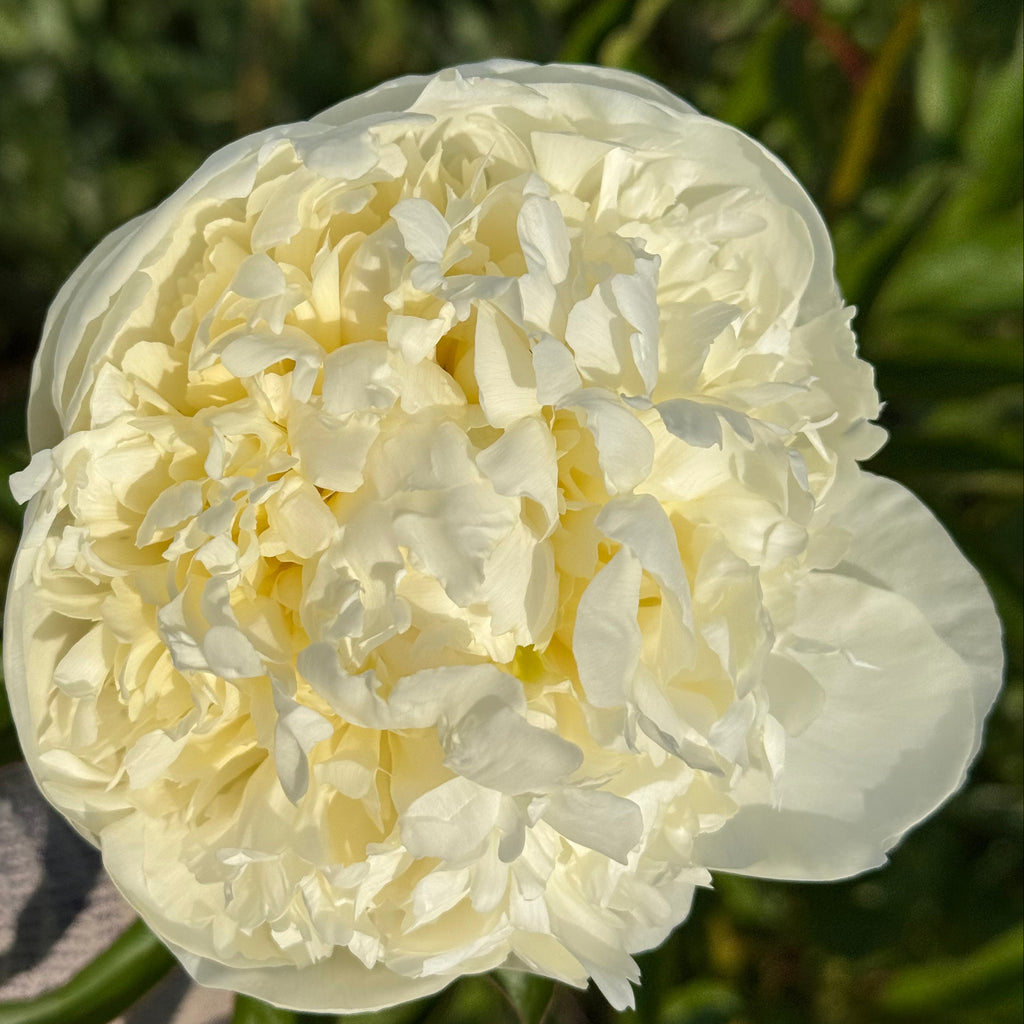 white peony