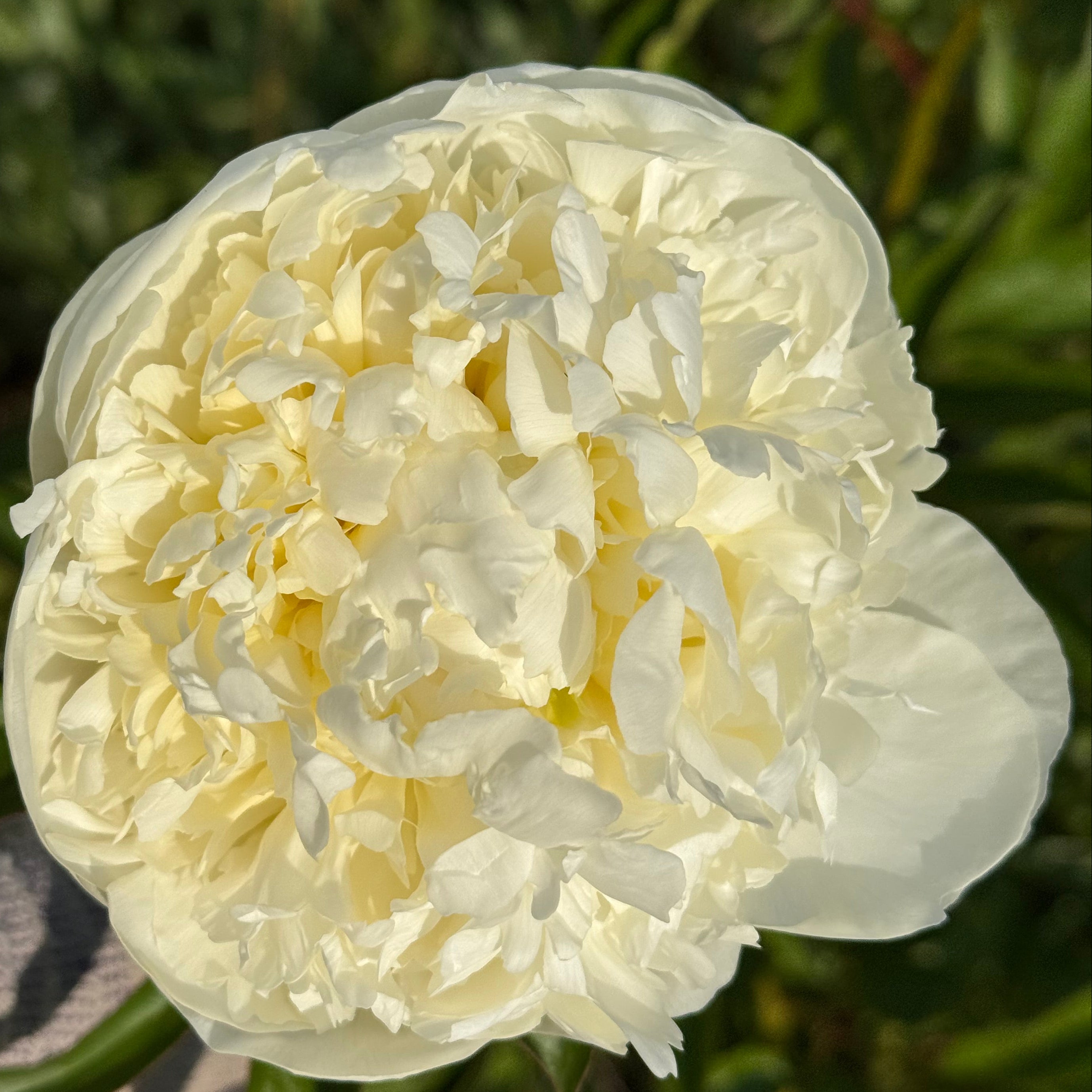 white peony